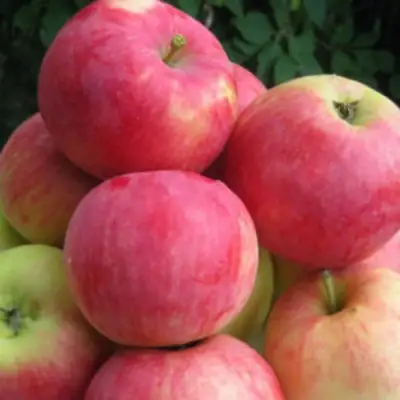 Яблоня НОРИС в Новополоцке