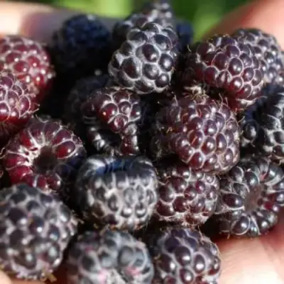 Малина БРИСТОЛЬ в Новополоцке