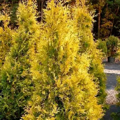 Туя ЕВРОПА ГОЛД западная в Новополоцке