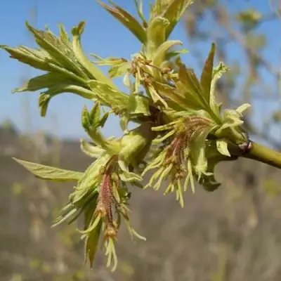 Клен ясенелистный в Новополоцке