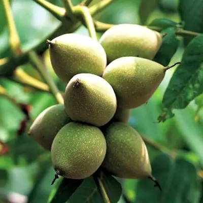 Орех МАНЬЧЖУРСКИЙ в Новополоцке