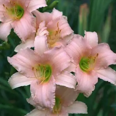 Лилейник ЛАКШЕРИ ЛЕЙС гибридный в Новополоцке