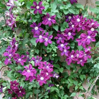 Клематис ГЕРОИ ВАРШАВЫ в Новополоцке