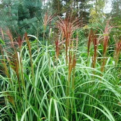 Мискантус МАЛЕПАРТУС китайский  в Новополоцке