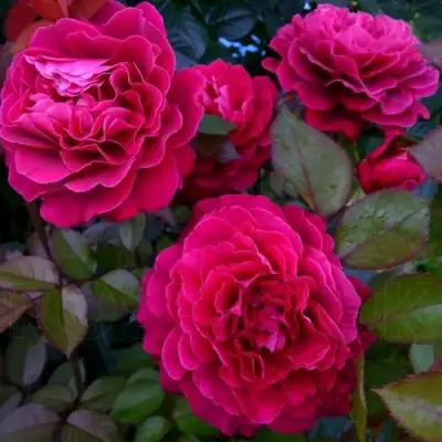 Роза БЕЛЬВЬЮ чайно-гибридная в Новополоцке