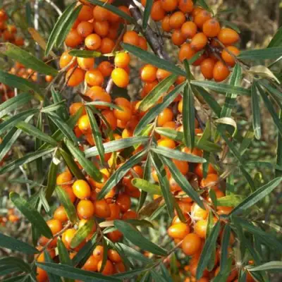 Облепиха РОСИНКА в Новополоцке