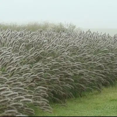 Пеннисетум ЛЕДИ Ю в Новополоцке