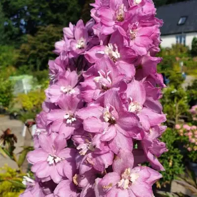 Дельфиниум АСТОЛАТ тихоокеанский в Новополоцке