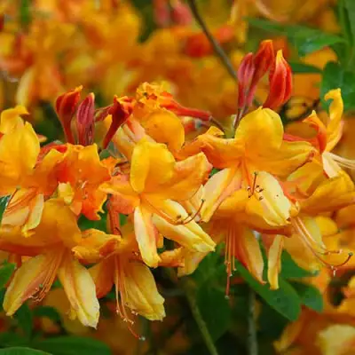 Азалия ОРАНЖ ХИТ листопадная в Новополоцке