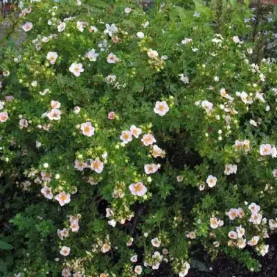 Лапчатка ПИНК КВИН кустарниковая в Новополоцке