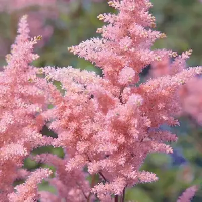 Астильба ГЛИТТЕР ЭНД ГЛАМУР китайская в Новополоцке