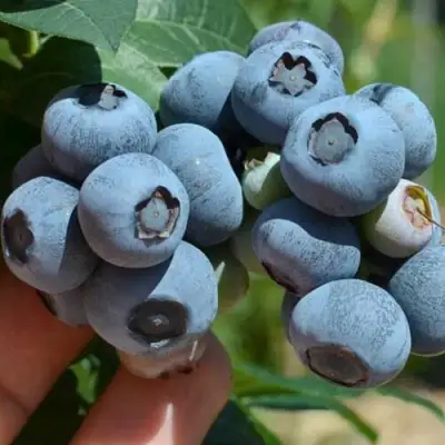 Голубика НЕЛЬСОН в Новополоцке