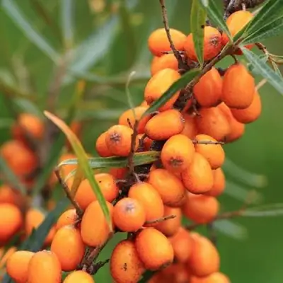Облепиха АЛТАЙСКАЯ в Новополоцке