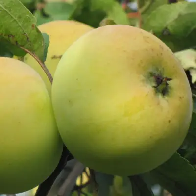 Яблоня РОССИЯНКА в Новополоцке