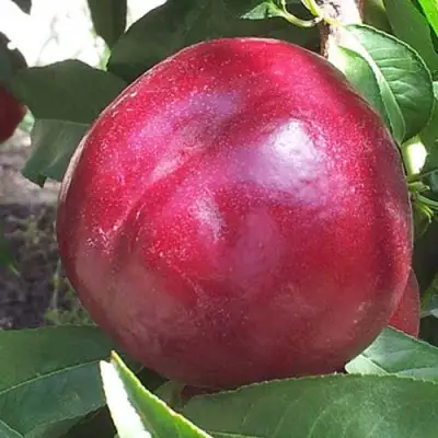 Нектарин ЭКСТРИМ БЬЮТИ в Новополоцке