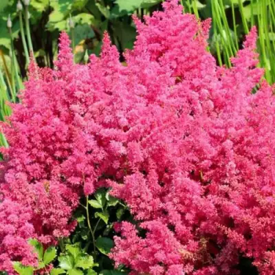 Астильба САННИ ДЕЙ гибридная в Новополоцке