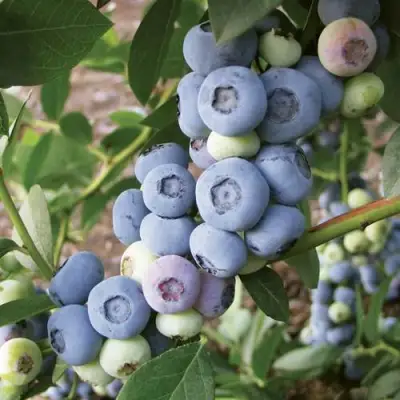 Голубика ЛИБЕРТИ в Новополоцке