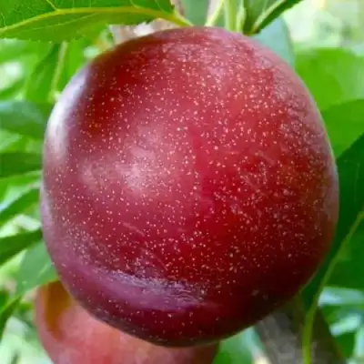 Слива БЕРБАНК ГИГАНТ в Новополоцке