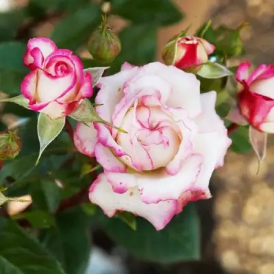 саженцы розы Хуба Буба