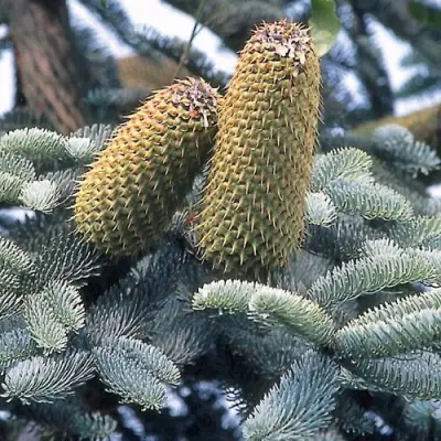 Пихта благородная в Новополоцке