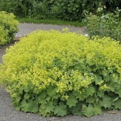 Манжетка ТРИЛЛЕР мягкая в Новополоцке