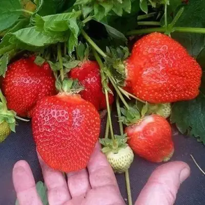 Клубника АЗИЯ в Новополоцке