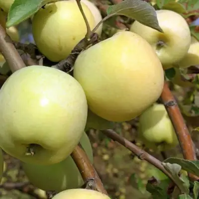 Яблоня АНТОНОВКА ОБЫКНОВЕННАЯ в Новополоцке