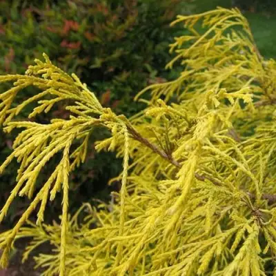 Кипарисовик ВАВЕЛ горохоплодный в Новополоцке