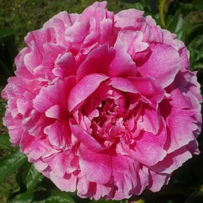 Пион ЗЕ ФОН травянистый в Новополоцке