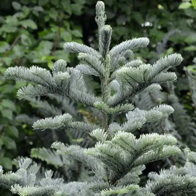 Пихта благородная в Новополоцке