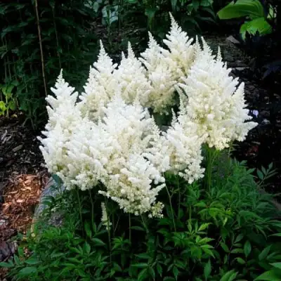 Астильба ДОЙЧЛАНД японская в Новополоцке