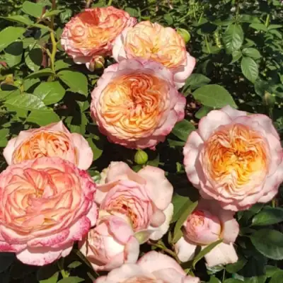 Роза СУРИР ДЕ ХАВР чайно-гибридная в Новополоцке