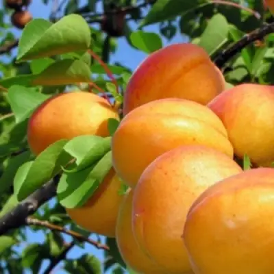 Абрикос ЭДЕЛЬВЕЙС в Новополоцке