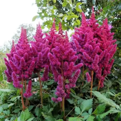 Астильба ВИЖНС китайская в Новополоцке