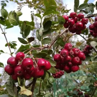 Рябина ГРАНАТНАЯ сладкоплодная в Новополоцке