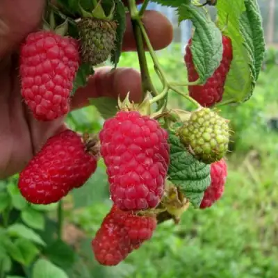 Малина ЛЯЧКА (ЛАШКА, ЛЯШКА) в Новополоцке