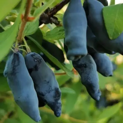 Жимолость съедобная СИЛЬГИНКА в Новополоцке