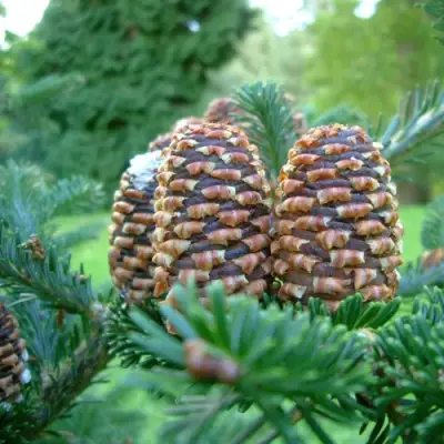 Пихта ФРАЗЕРА в Новополоцке