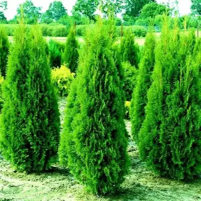 Туя ВИДМАНТ западная в Новополоцке