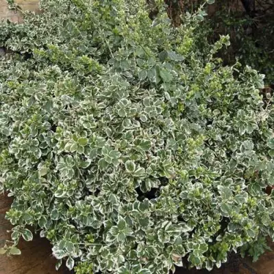 Бересклет ЭМЕРАЛЬД ГАИТИ форчуна  в Новополоцке