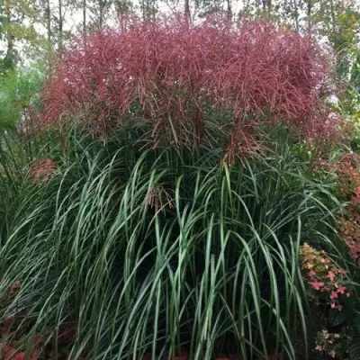 Мискантус МАЛЕПАРТУС китайский  в Новополоцке