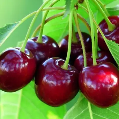 Вишня ВЯНОК в Новополоцке