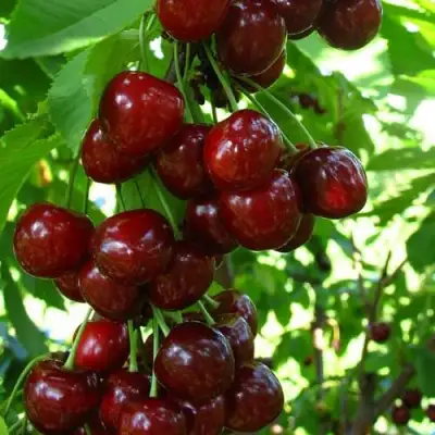 Вишня ВОСТОРГ колонновидная в Новополоцке