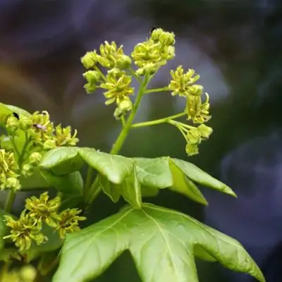 Клен полевой в Новополоцке