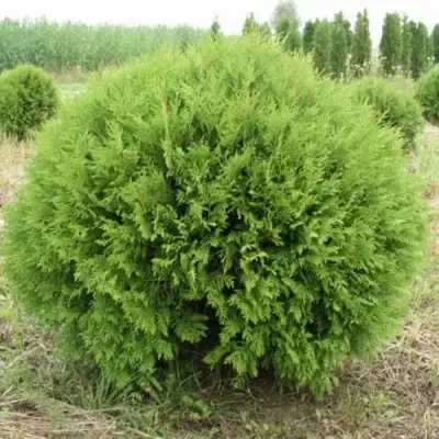 Туя ГЛОБОЗА западная в Новополоцке