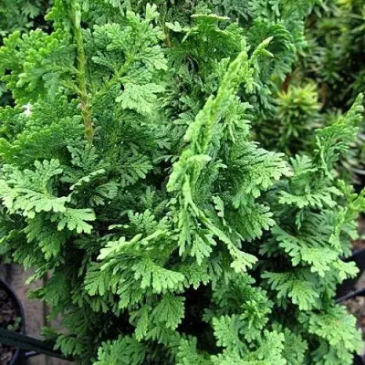 Туя ЗМАТЛИК западная в Новополоцке