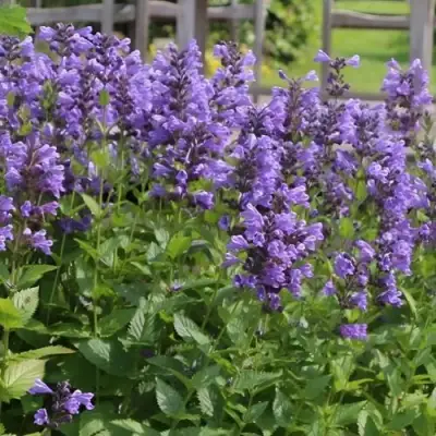 Котовник БЛЮ ДРИМС полусидячий в Новополоцке