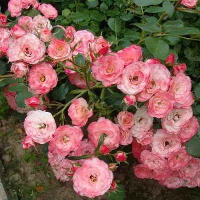 Роза ПАТ ДЕ ВЕЛЮР шраб в Новополоцке