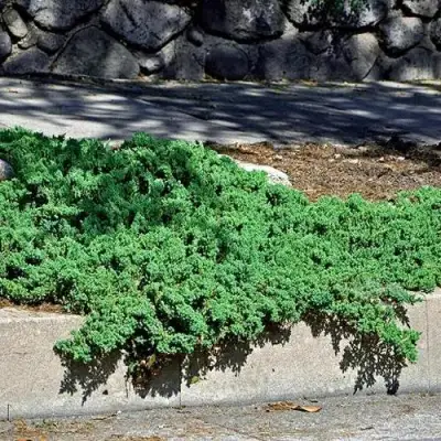 Можжевельник НАНА лежачий в Новополоцке