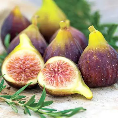 Инжир НИКИТСКИЙ в Новополоцке